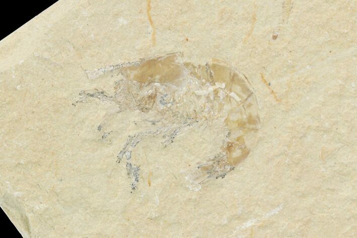 Cretaceous Fossil Shrimp - Lebanon #123904